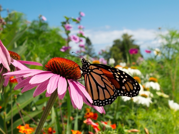 Beautiful Monarch Butterfly pollinates flowers in colorful botanical garden during migration